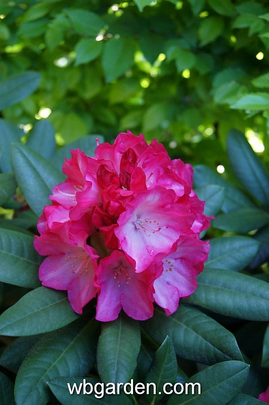 wbgarden spring 63.JPG